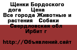 Щенки Бордоского дога.  › Цена ­ 30 000 - Все города Животные и растения » Собаки   . Свердловская обл.,Ирбит г.